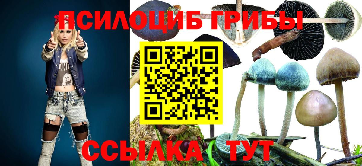 наркота  Галлюциногенные грибы прущие грибы  Вход с VPN  Гусь-Хрустальный 